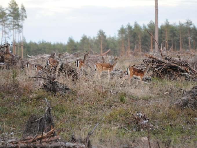 Gospodarka Łowiecka