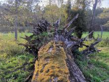 Bushcraft i survival